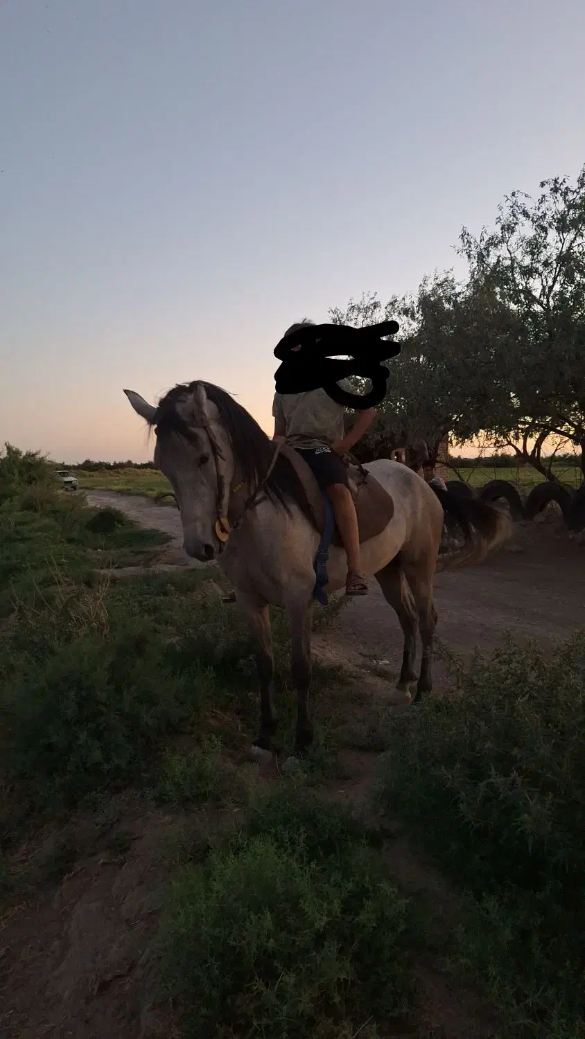 اسب مادیان|اسب و تجهیزات اسب‌سواری|بناب, |دیوار