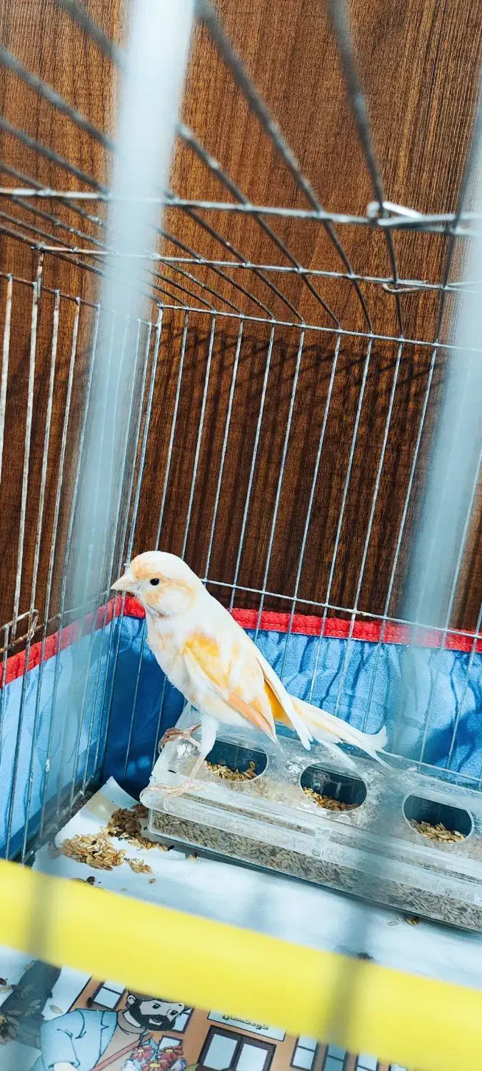 قناری نر|پرنده|کرمان, |دیوار