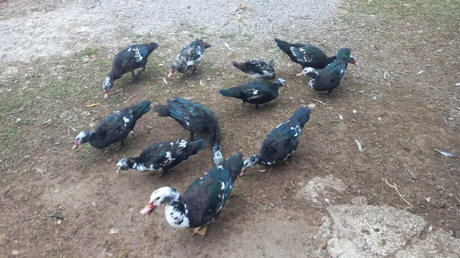 اردک|حیوانات مزرعه|طاهرگوراب, |دیوار