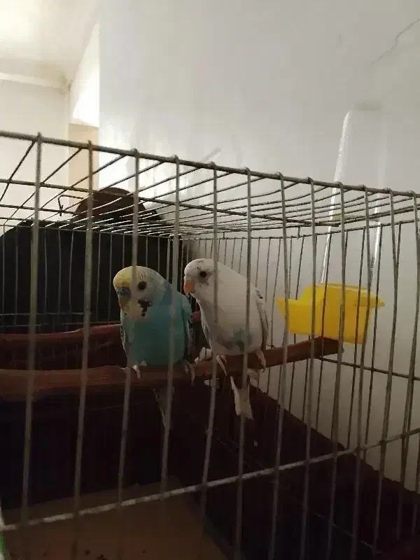 جفت مرغ عشق سالم وسرحال|پرنده|گرگان, |دیوار