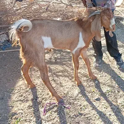 قیمت توافقی|حیوانات مزرعه|بلوک, |دیوار