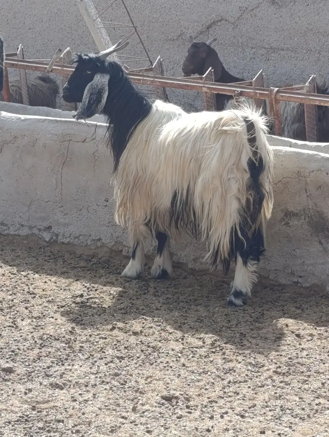 میش بز کهره بره|حیوانات مزرعه|مرودشت, ده بید|دیوار