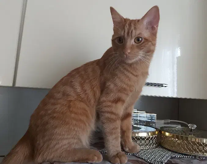 گربه بریتیش ۶ ماهه|گربه|ساری, |دیوار