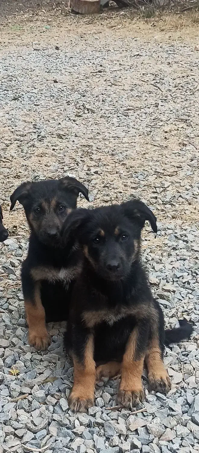 توله ژرمن شپردورک|سگ|اردبیل, |دیوار