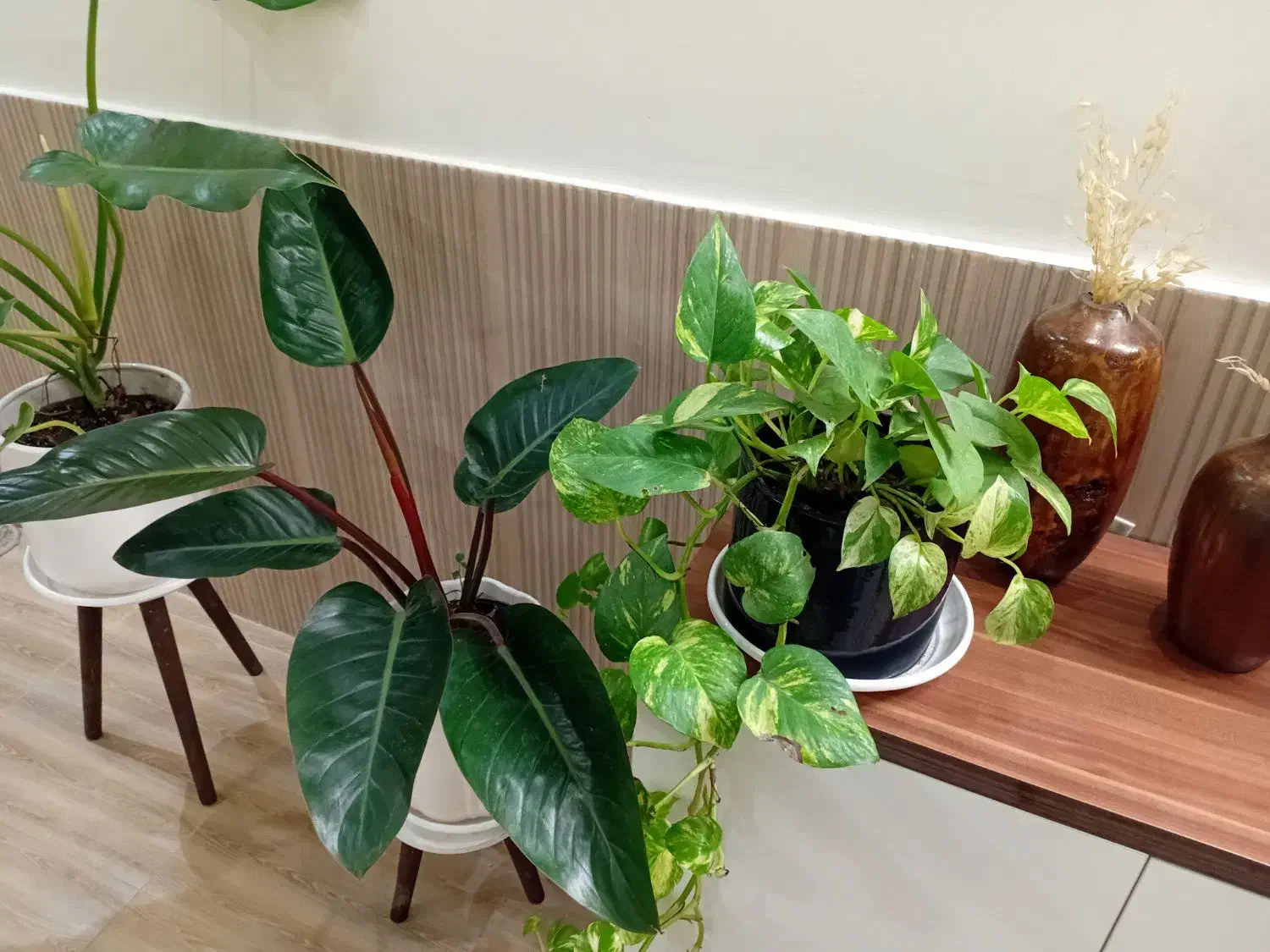 گل آپارتمانی گیاه فیلندرون با گلدان سرامیکی|گل و گیاه طبیعی|قدس, شهرقدس|دیوار