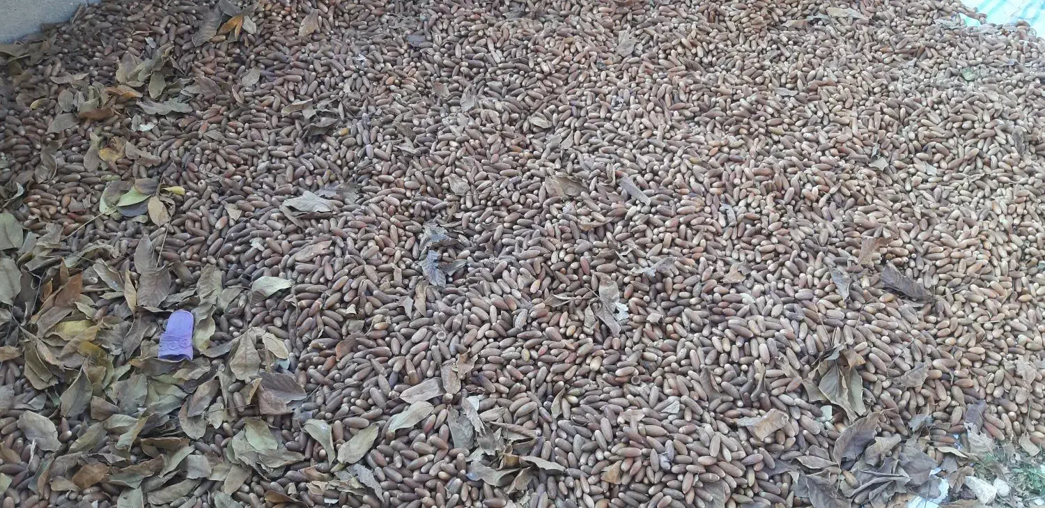 بلوط کیلو۹ تومان|حیوانات مزرعه|سرفاریاب, |دیوار