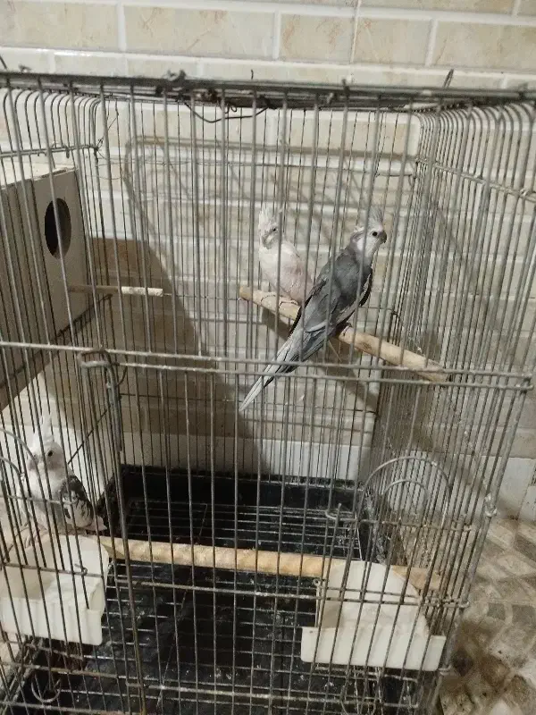 فروش عروس هلندی|پرنده|آران و بیدگل, |دیوار