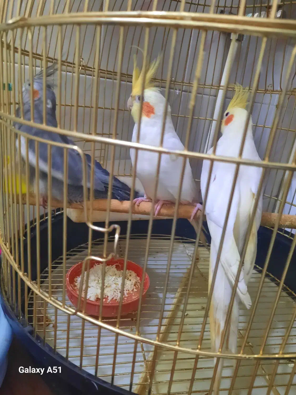 سه عدد عروس هلندی|پرنده|خسروشاه, |دیوار