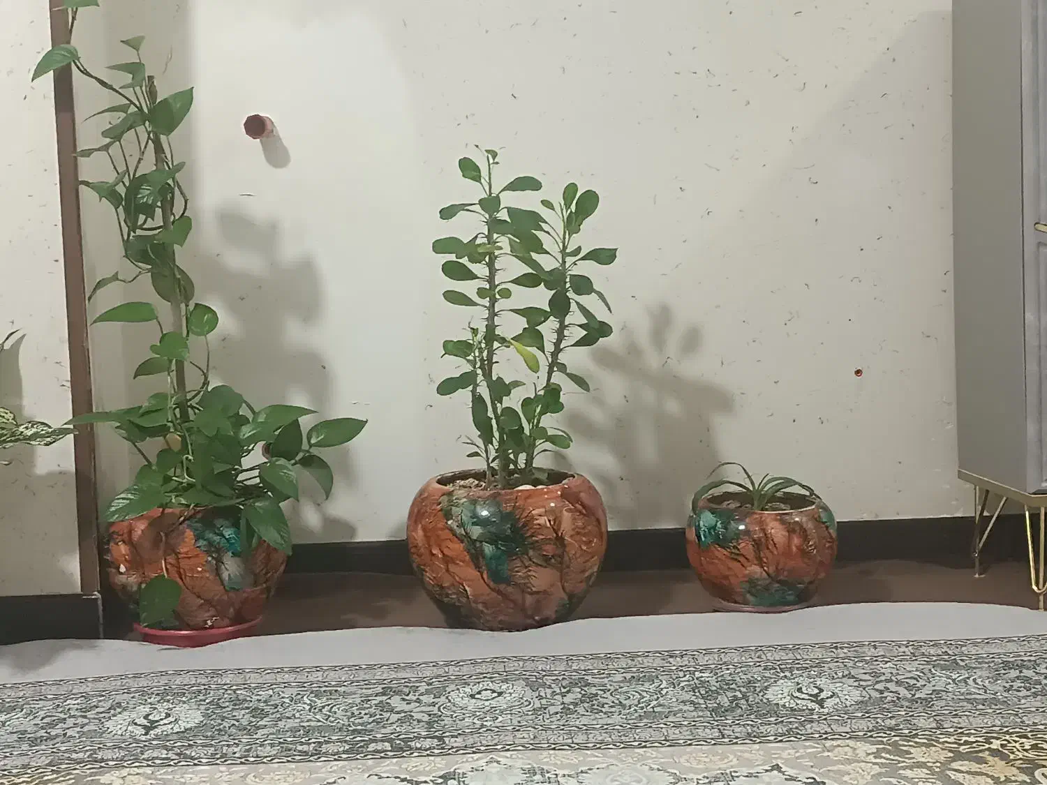 سه تا گلدون با گل|گل و گیاه طبیعی|فولادشهر, مسکن مهر فولادشهر|دیوار