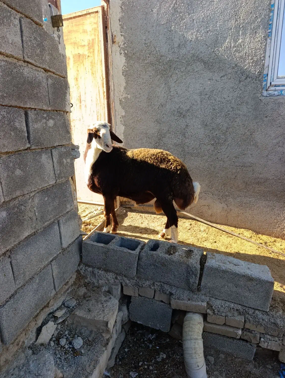 بره قوچ مقان و افشاری|حیوانات مزرعه|کرمانشاه, |دیوار