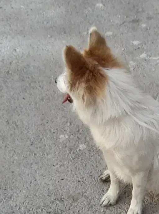 سگ اشپیتز آلمانی تیز و خیلی باهوش|سگ|یزد, |دیوار