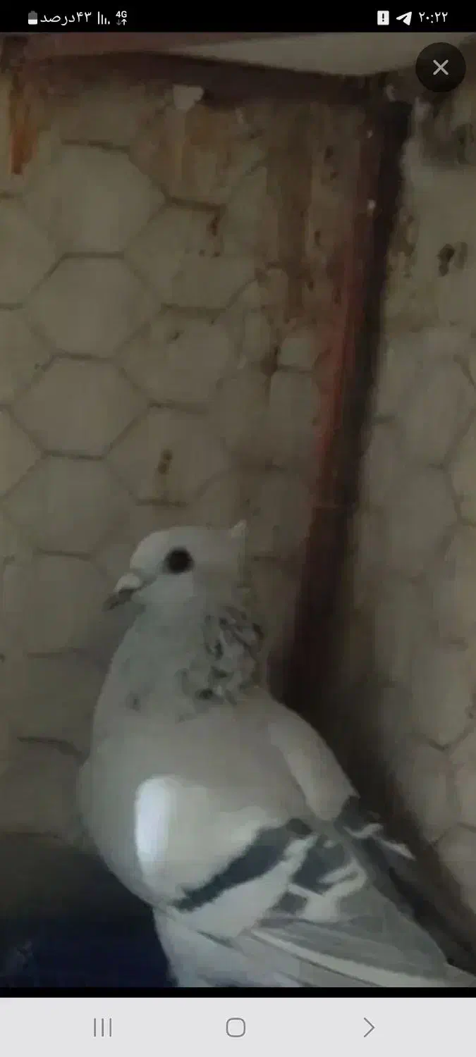 این پرنده پنچ شنبه شب گم شده|حیوانات|یزد, |دیوار