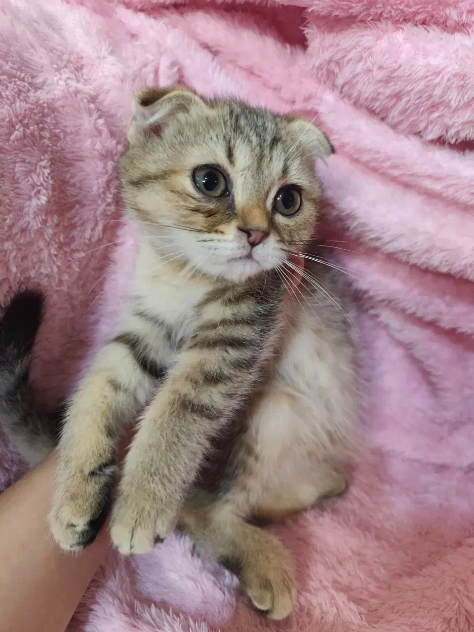 گربه اسکاتیش|گربه|مشهد, سرافرازان|دیوار