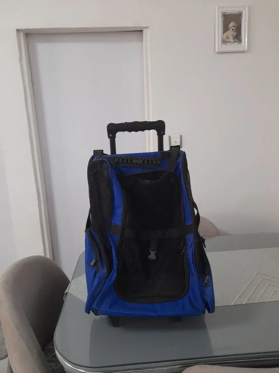 ترولی سگ|کیف، کفش، کمربند|رشت, جهاد|دیوار