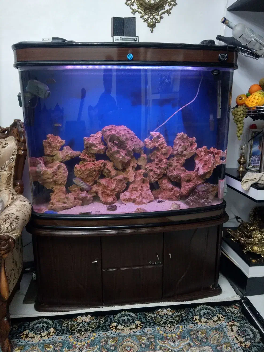 اکواریوم خارجی|ماهی|اراک, |دیوار