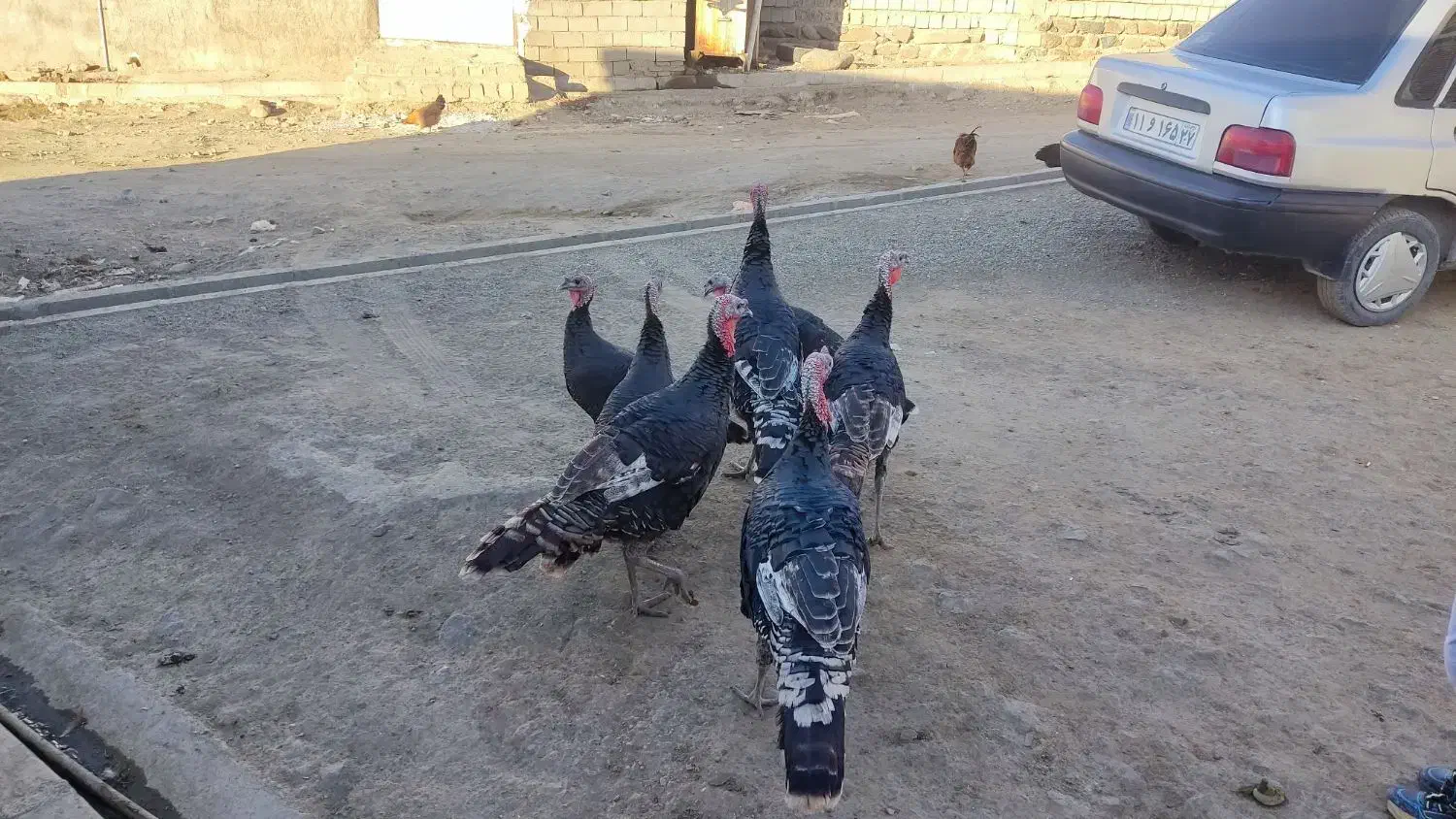 بوقلمون|حیوانات مزرعه|پیرانشهر, |دیوار