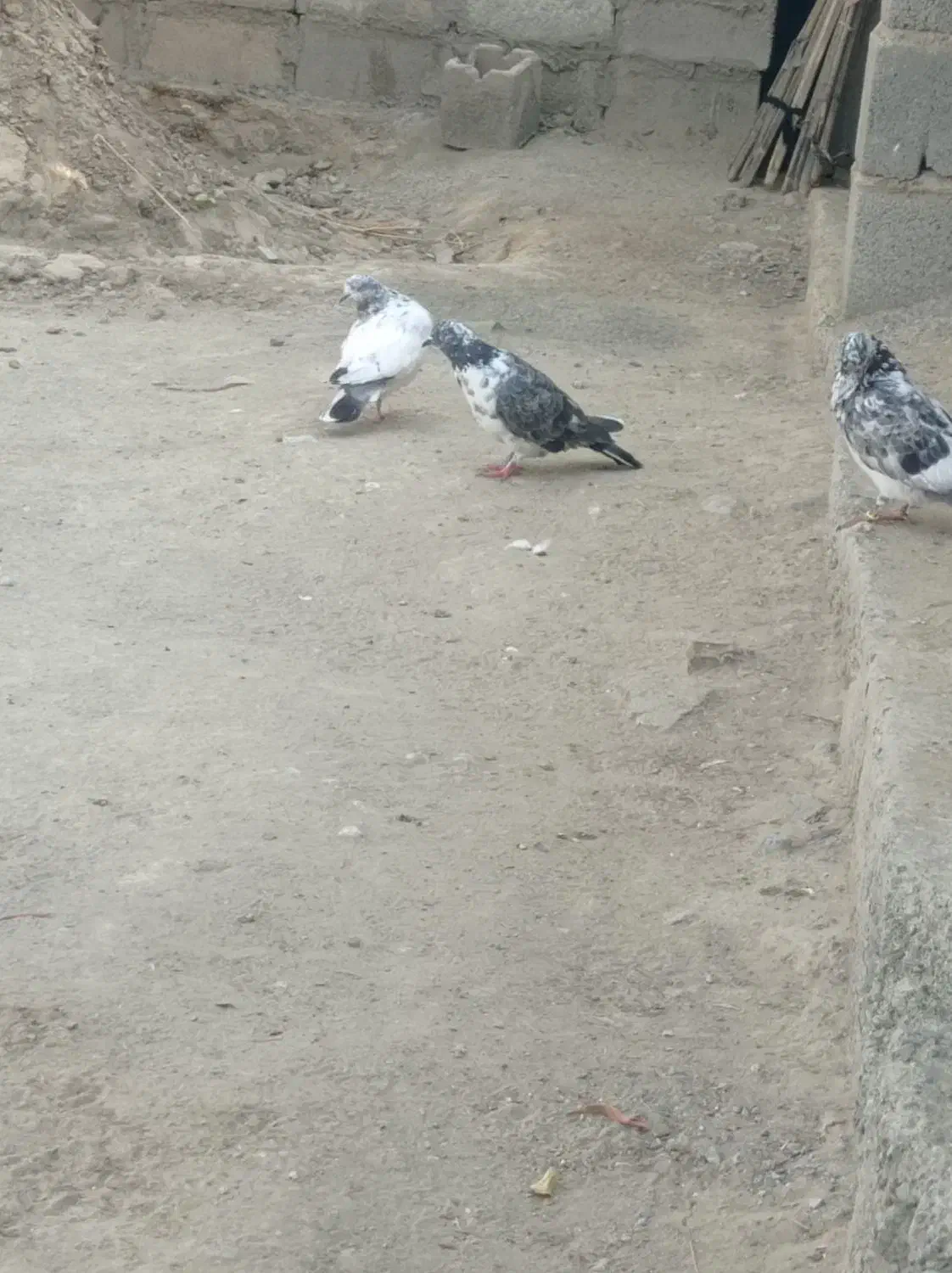 کفتر پرشی|پرنده|قلعه گنج, |دیوار