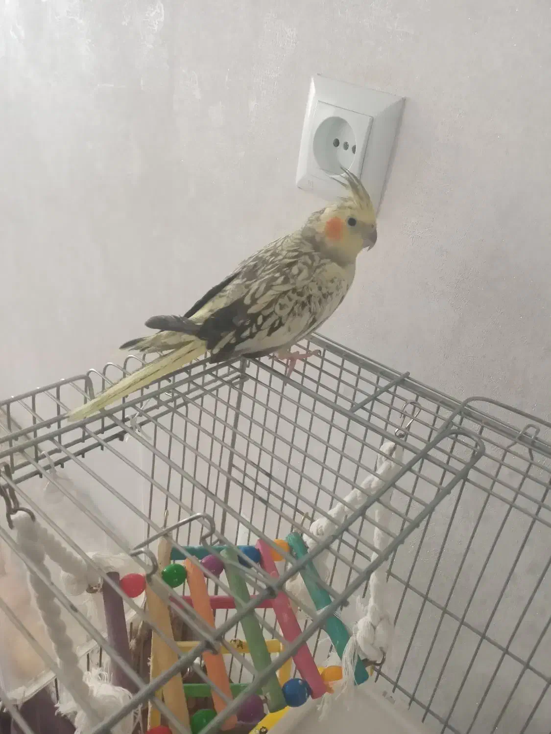 عروس هلندی ماده اهلی قیمت ۱۰۰۰۰یک میلیون تومان|پرنده|دیواندره, |دیوار