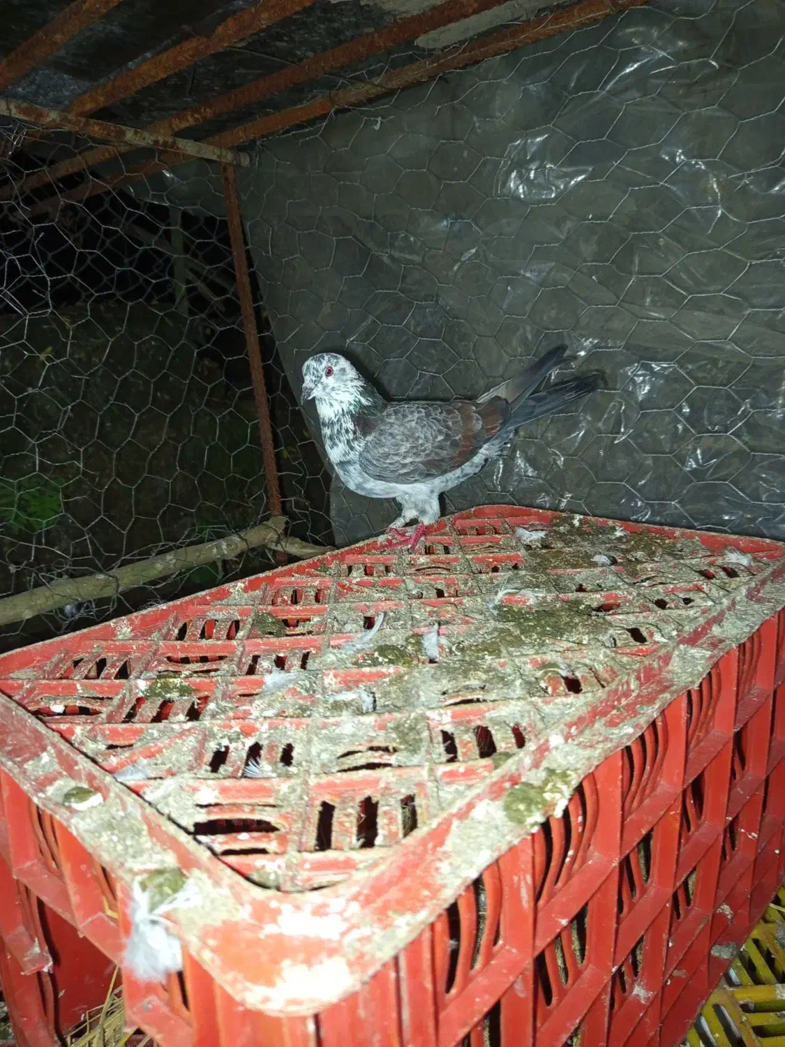 کبوتر طوقی اصل پاکستان|پرنده|چوبر, |دیوار