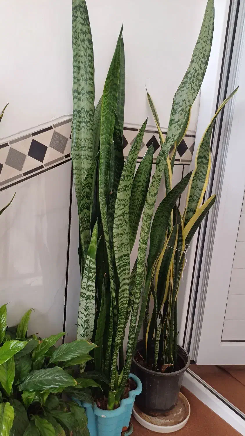 گل پتوس و سانسوریا و آگلونما|گل و گیاه طبیعی|شیراز, طلاب|دیوار