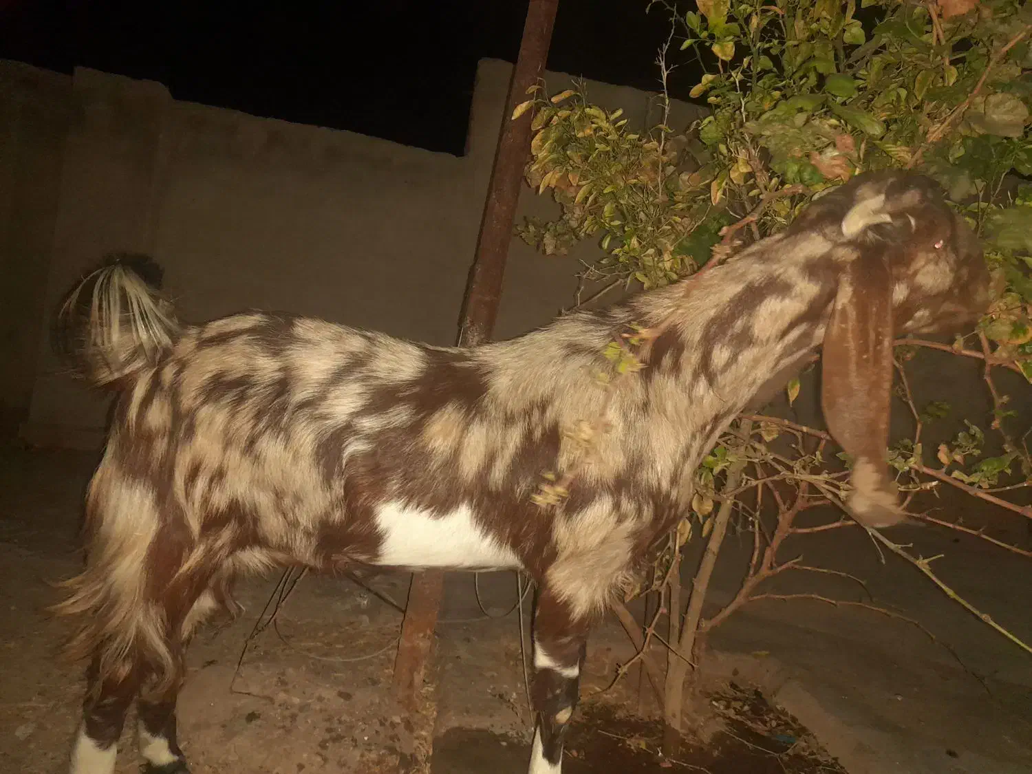 بز پاکستانی|حیوانات مزرعه|رفسنجان, |دیوار