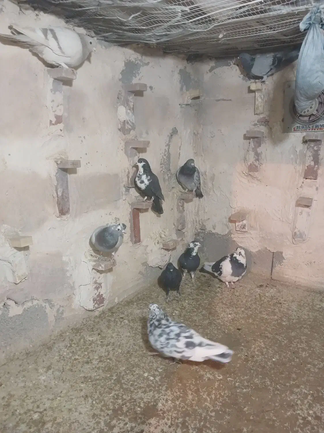 کفتر|پرنده|کرمان, |دیوار