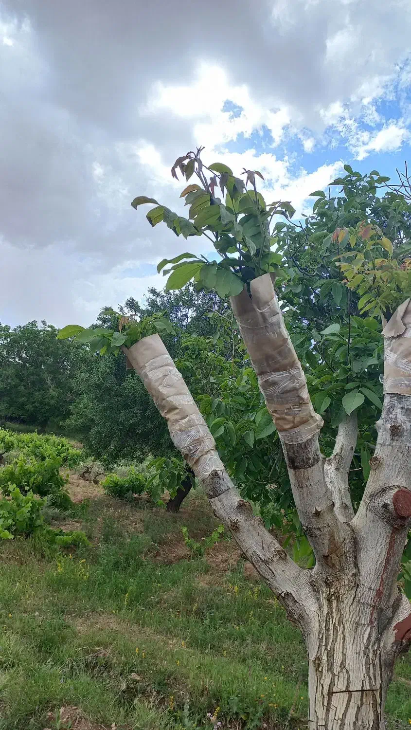 پیوند گردو|خدمات باغبانی و درختکاری|محمدیه-قزوین, |دیوار