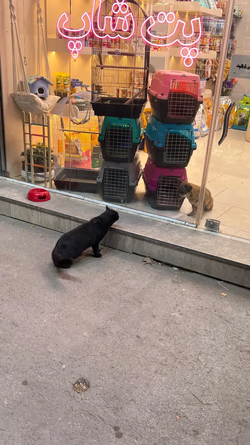 ملزومات حیوانات خانگی پت شاپ|لوازم جانبی حیوانات|مشهد, گلبرگ شمالی|دیوار