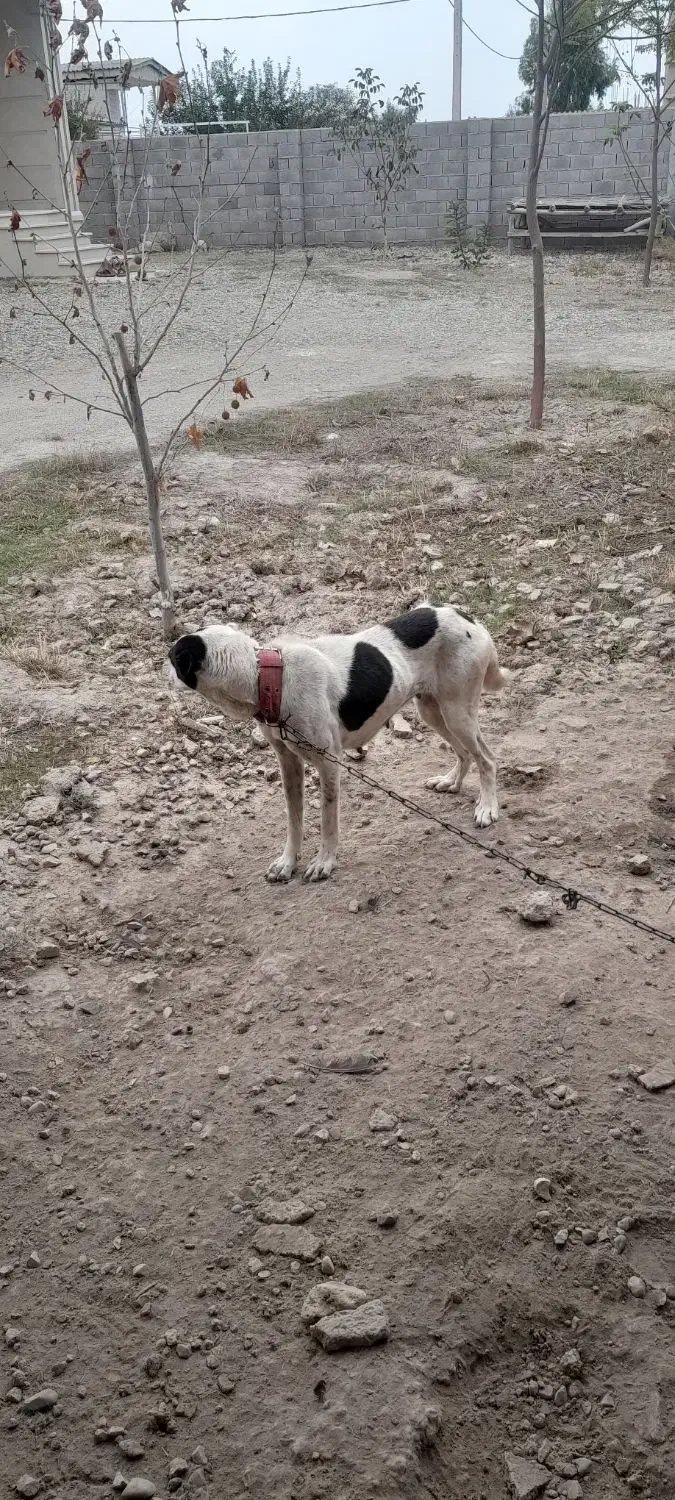 سگ ماده محلی نگهبان|سگ|گنبد کاووس, |دیوار