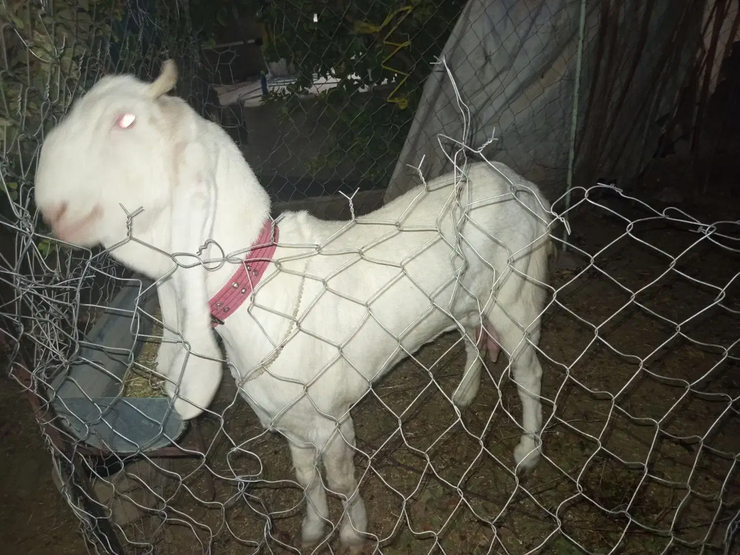 بز گلابی اصل اصل وزن بالا بلند|حیوانات مزرعه|خشت, |دیوار