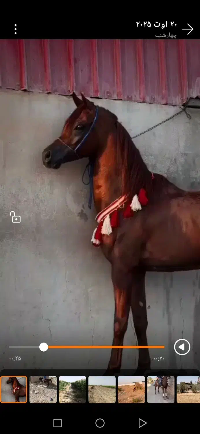 اسب عرب|اسب و تجهیزات اسب‌سواری|تهران, بلوار کشاورز|دیوار