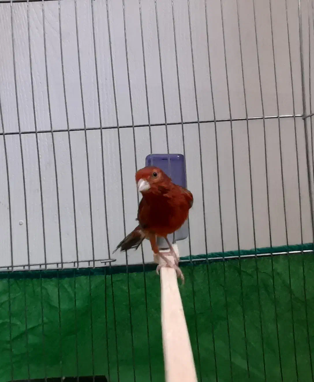 قناری سوخته سرخ|پرنده|کرمان, |دیوار