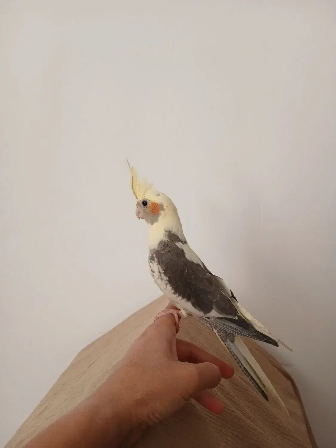 عروس هلندی|پرنده|پاکدشت, پاکدشت (مامازند)|دیوار