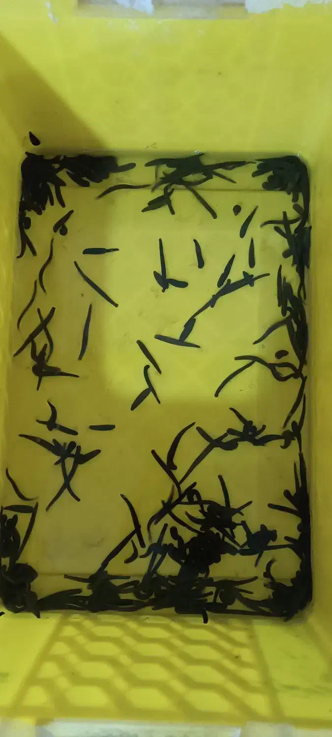 زالو طبی|آرایشی، بهداشتی، درمانی|تربت جام, میان جام|دیوار