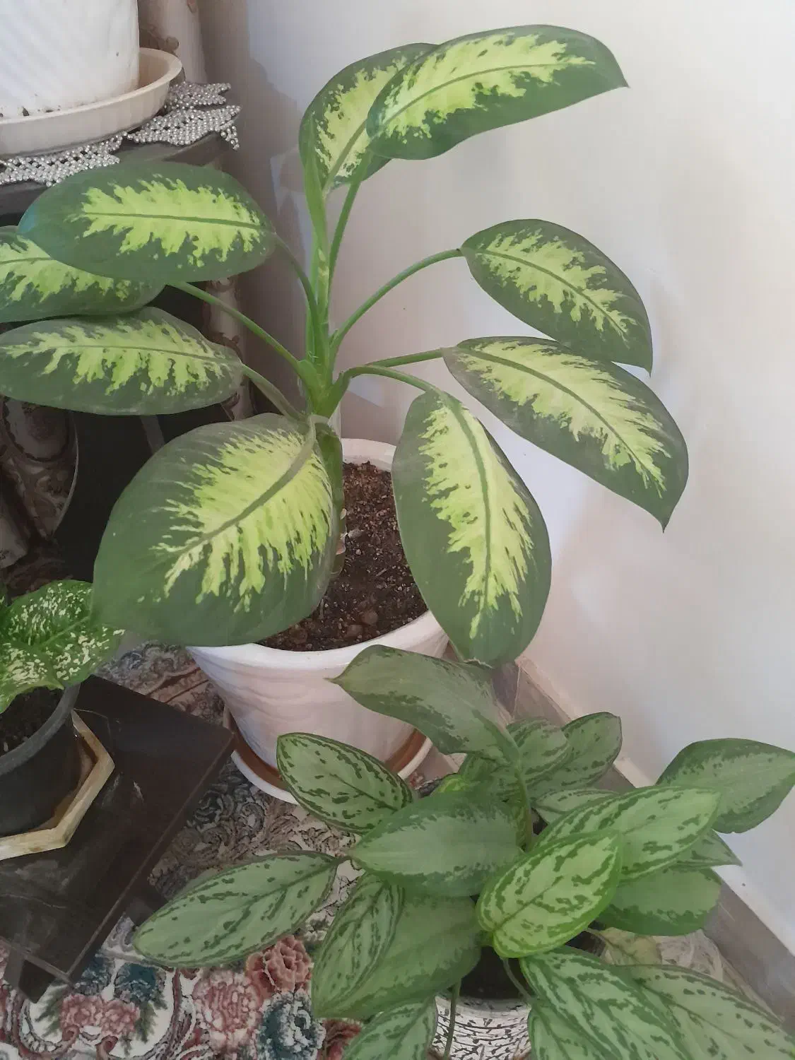 انواع گلهای طبیعی خانگی زیبا  سربزوسرحال|گل و گیاه طبیعی|بومهن, |دیوار