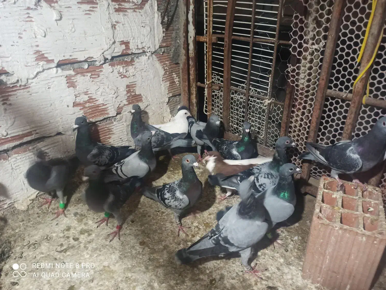 کفتر|پرنده|گالیکش, |دیوار