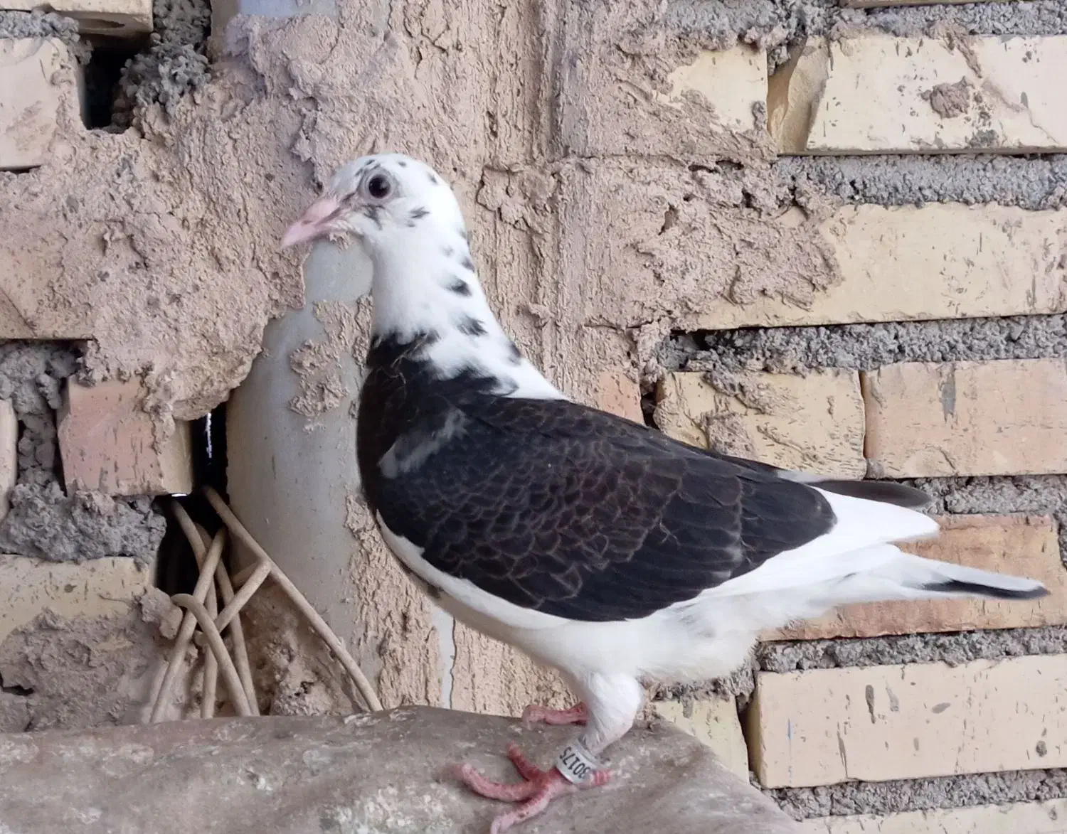 گم شده|حیوانات|مشهد, پنجتن|دیوار