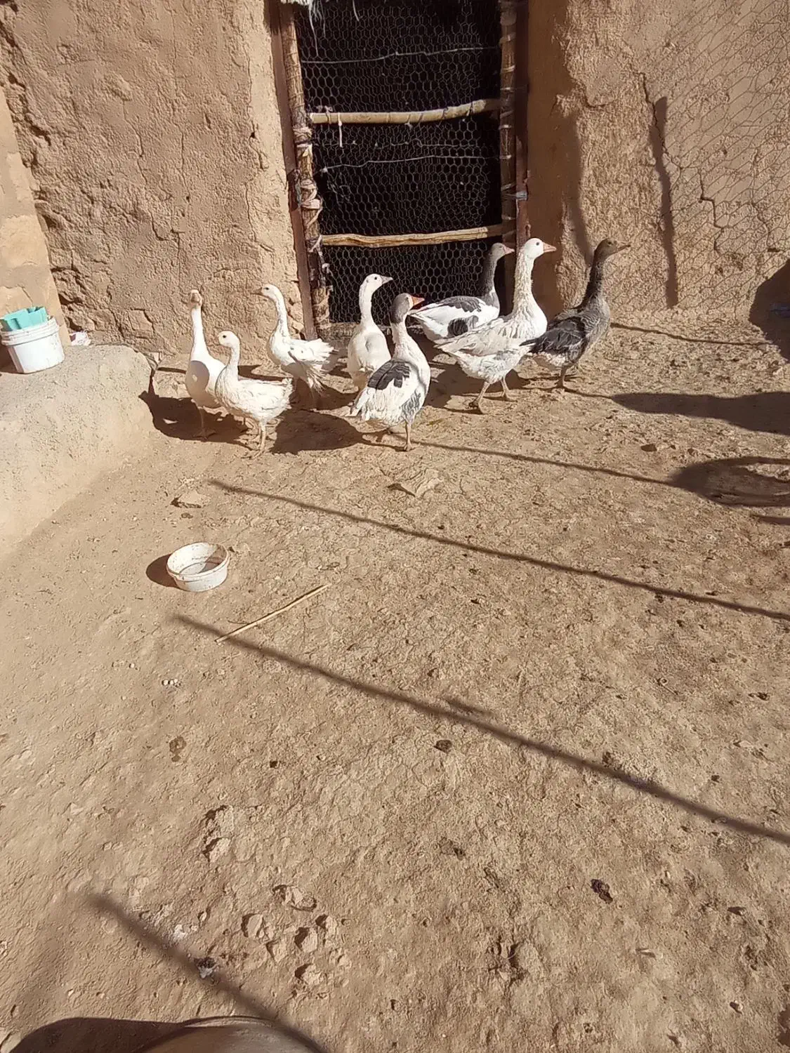 8عدد غازو3عدد  بوقلمون و8عدد مرغ به فروش میرسد|حیوانات مزرعه|کوهدشت, |دیوار
