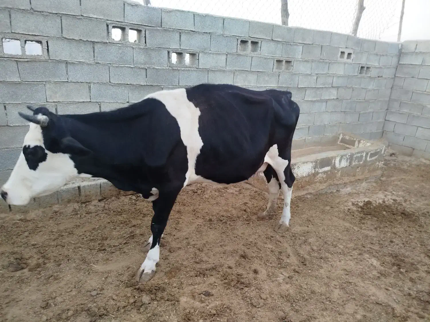 سه تا گاو جوان|حیوانات مزرعه|نورآباد ممسنی, |دیوار