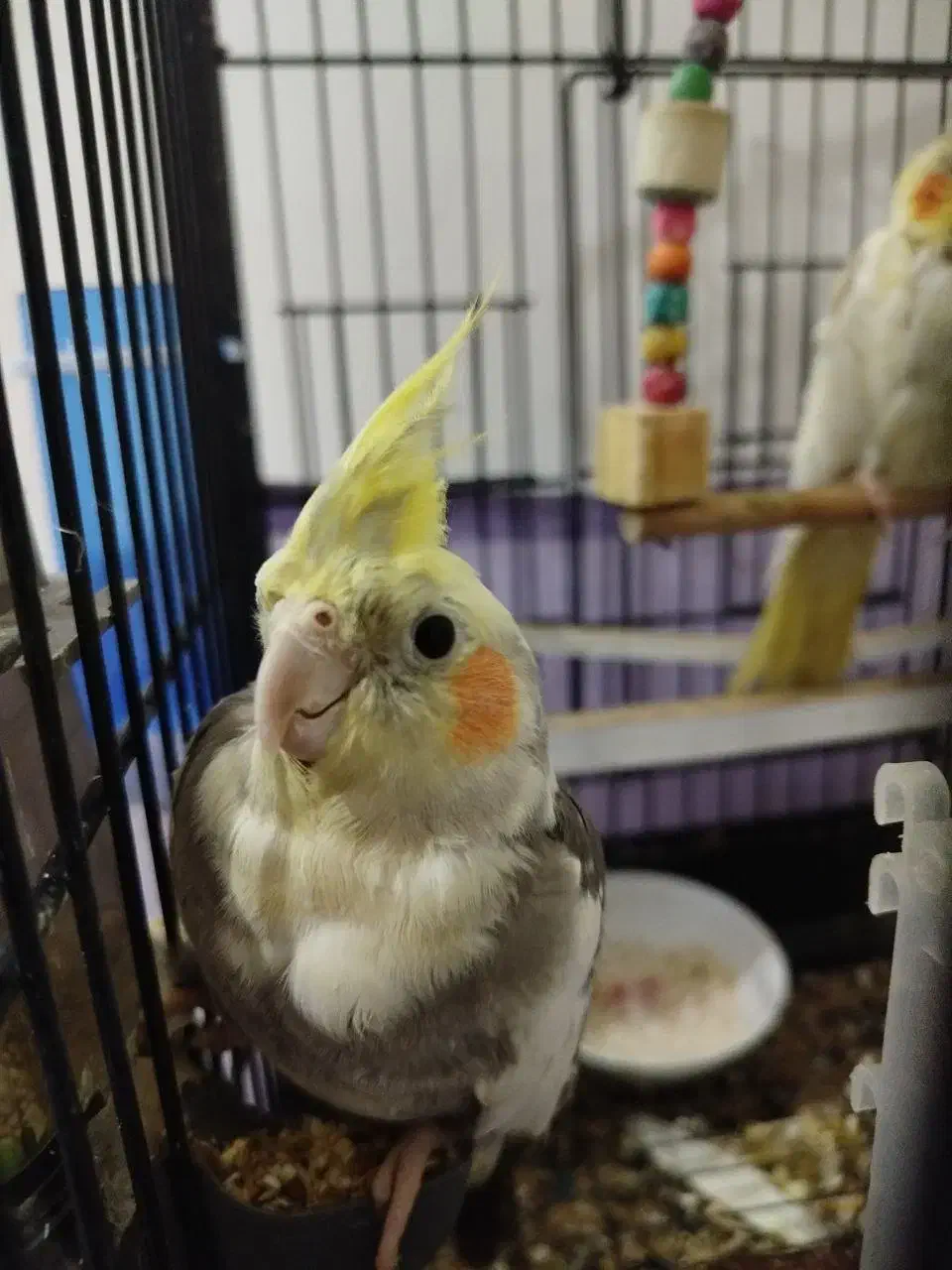 عروس هلندی|پرنده|ارومیه, |دیوار