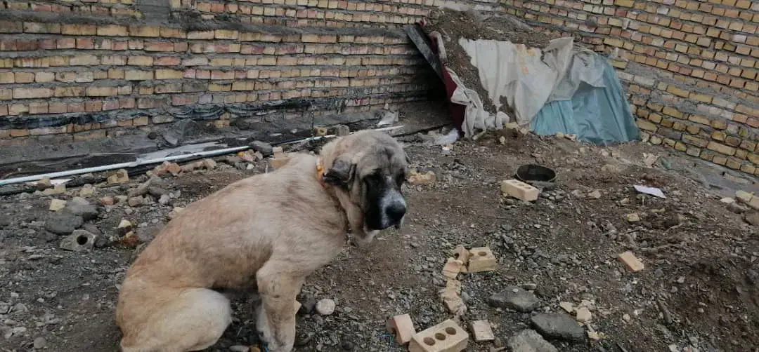 حیوان گمشده|حیوانات|گلبهار, شهر جدید گلبهار|دیوار