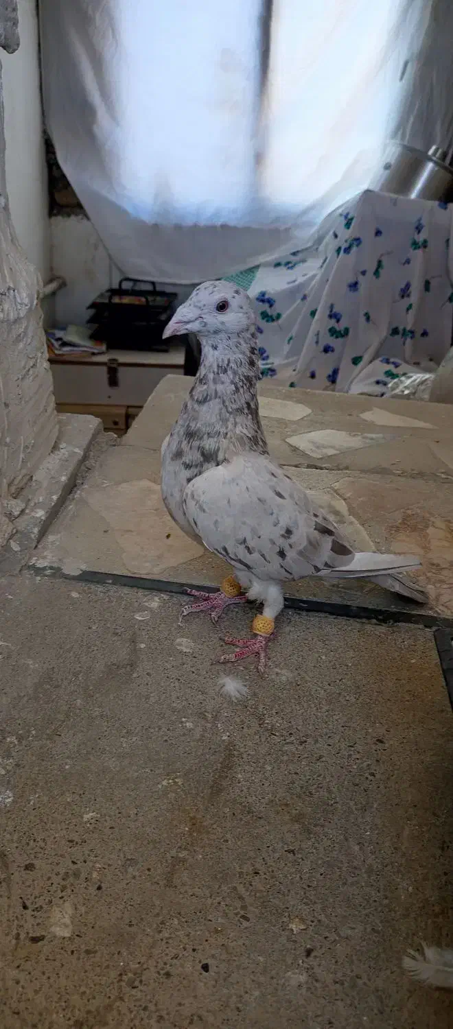 کبوتر نامه بر|پرنده|کنگاور, |دیوار