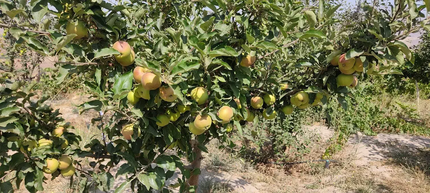 باغ طالقان|فروش زمین و ملک کلنگی|طالقان, |دیوار