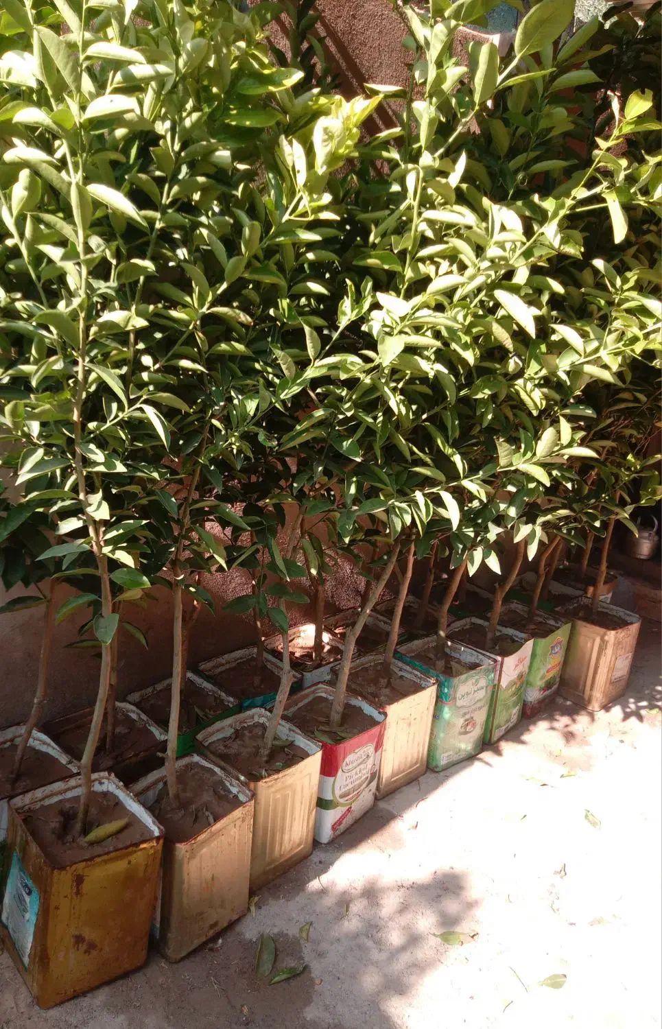 مرکبات جنوبی انار زیتون پسته  درخت نهال نهالستان|خدمات باغبانی و درختکاری|قم, شهرک سازمان آب|دیوار