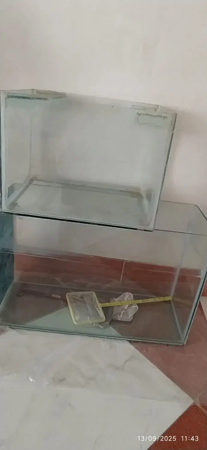 آکواریوم|ماهی|بروجرد, |دیوار