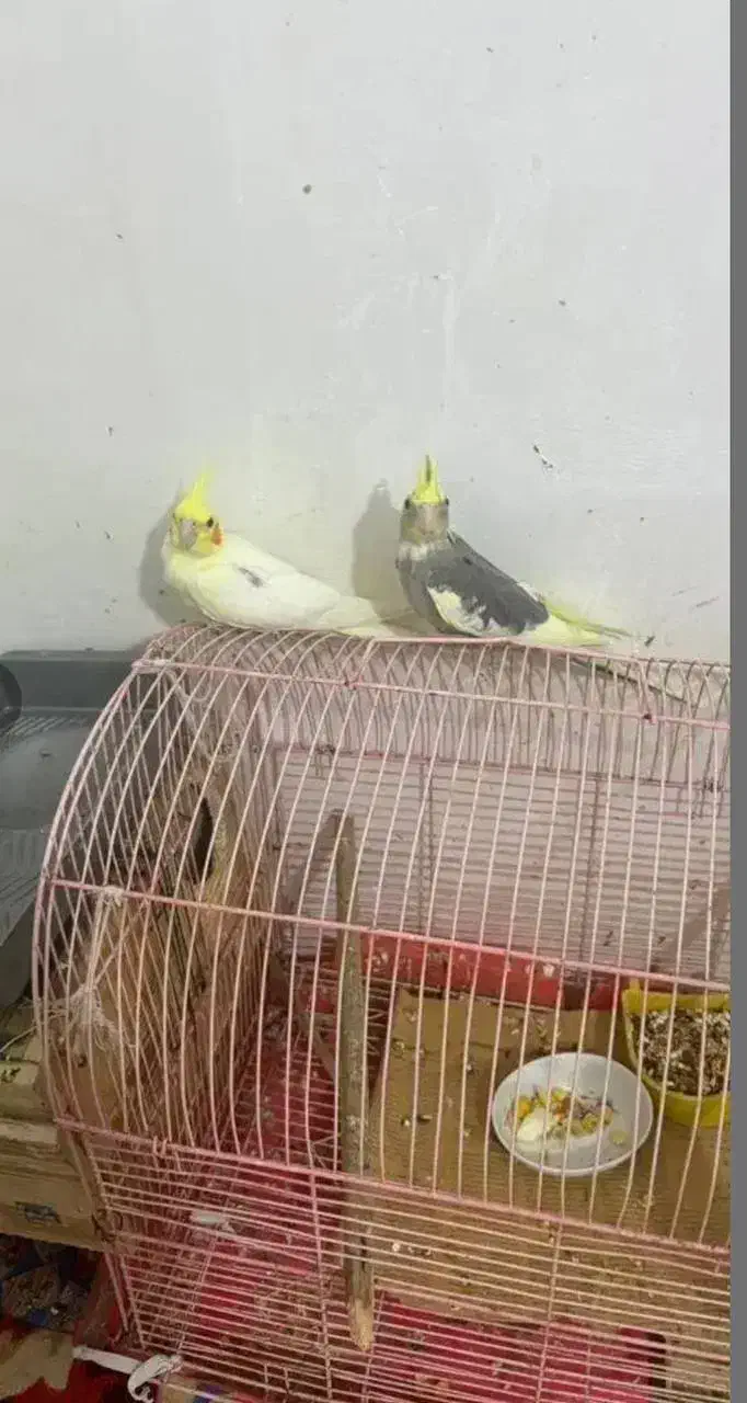 عروس هلندی|پرنده|بندرعباس, |دیوار