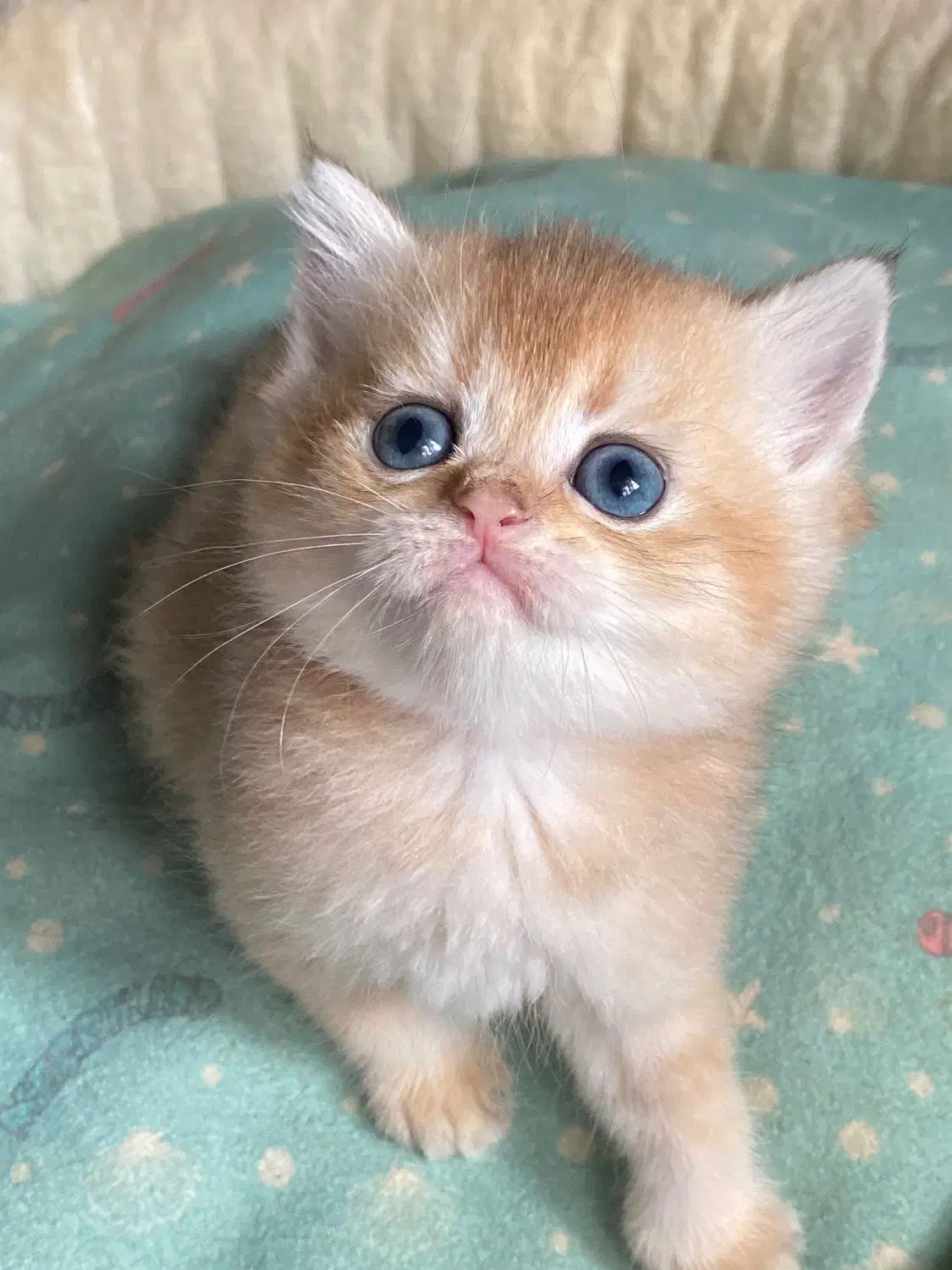 بریتیش گلد|گربه|رشت, گلباغ نماز|دیوار