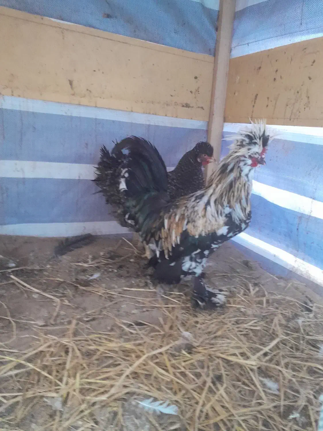 مرغ و خروس سلطانی|حیوانات مزرعه|لاهیجان, گلستان|دیوار