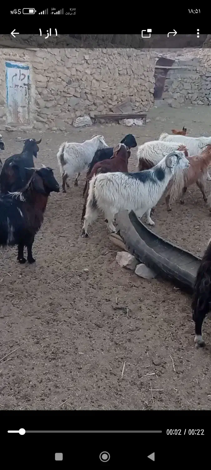 بز جوان ارزان و بره نر هترو|حیوانات مزرعه|دامغان, |دیوار