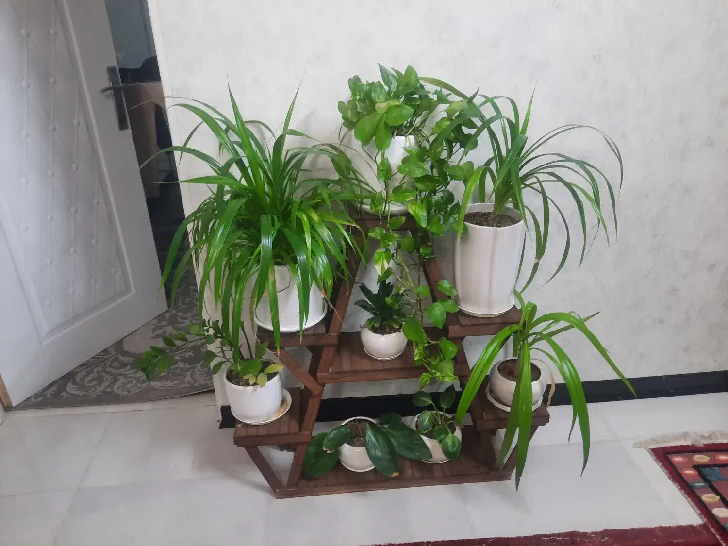 گل گلدان|گل و گیاه طبیعی|شیراز, کوشک میدان|دیوار